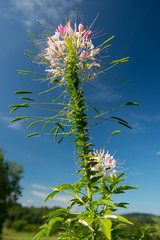 Fototapeta premium Pink Cleome flowers