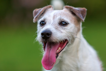portrait of a Parson Russell Terrier