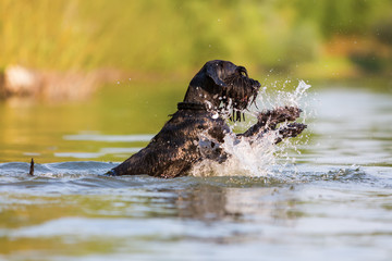 Standard Schnauzer dog with a unique swimming style