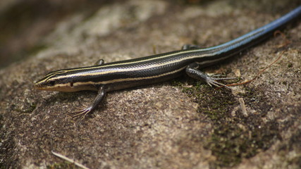 Closeup of an American Five-Lined Skink (Plestiodon fasciatus).
