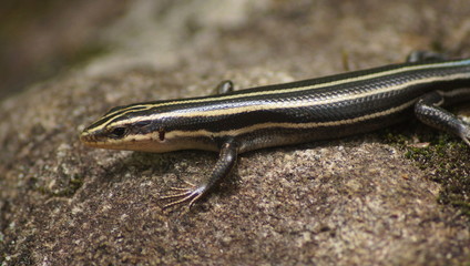 Closeup of an American Five-Lined Skink (Plestiodon fasciatus).
