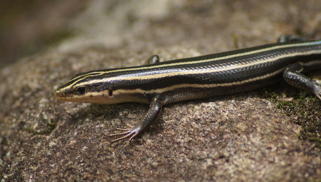 Closeup of an American Five-Lined Skink (Plestiodon fasciatus).
