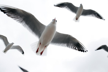 Möwe