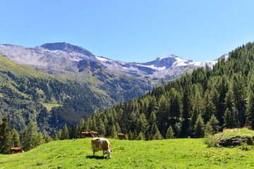 Tuxertal in Tirol Österreich