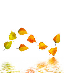 autumn leaves isolated on white background.