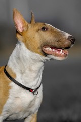 Miniature Bull Terrier - Miniatur Bullterrier