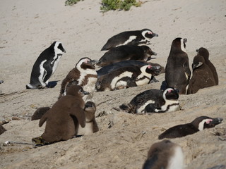 Baby penguins at Boulders Beach, Cape Town