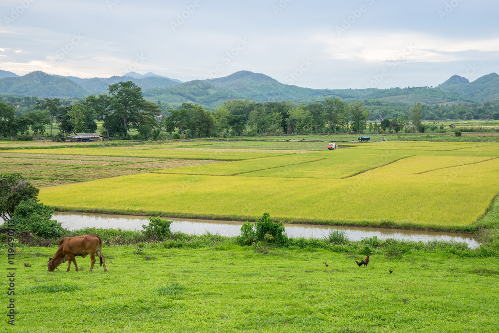 Poster rice field and farming