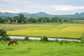 Rice field and farming