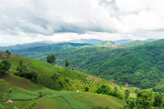 Corn Plantation at Mea Salong Mountain
