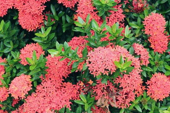 Chinese Ixora flower