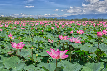 Selective focus blurred lotus blooming season Pink Lotus flower and plants in the countryside