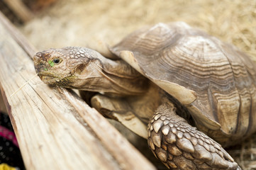 Side view of a male African spurred tortoise