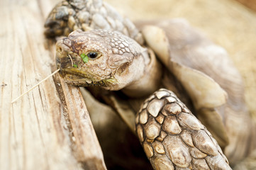 Close up of a male African spurred tortoise