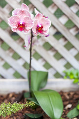 Fototapeta na wymiar A speckled pink and white phalaenopsis orchid plant growing in front of a white lattice. 