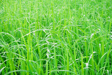 Green fields with morning dew on the grass.