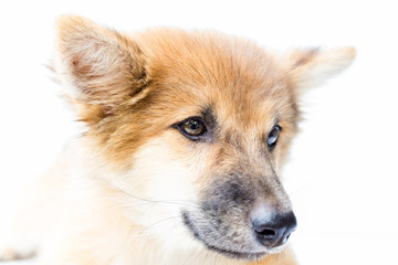 Puppy dog breed on white background. bangkaew thailand