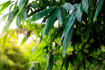 Bamboo leaves.