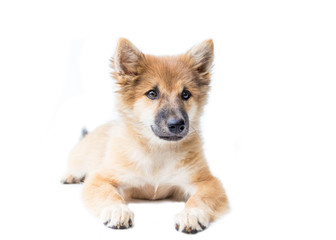 Puppy dog breed on white background. bangkaew thailand
