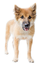 Puppy dog breed on white background. bangkaew thailand