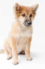 Puppy dog breed on white background. bangkaew thailand
