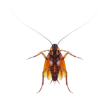 Roach On White Background
