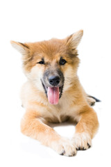 Puppy dog breed on white background. bangkaew thailand