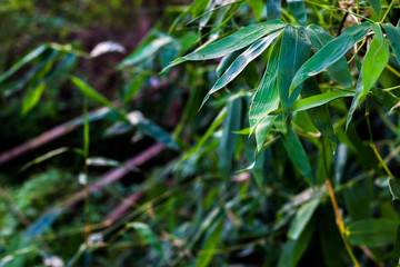 Bamboo leaves background.