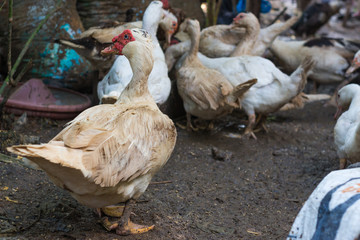 White ducks walking to eat food.