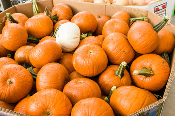 Bulk bin of pumpkins at the market