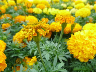 Yellow  flower