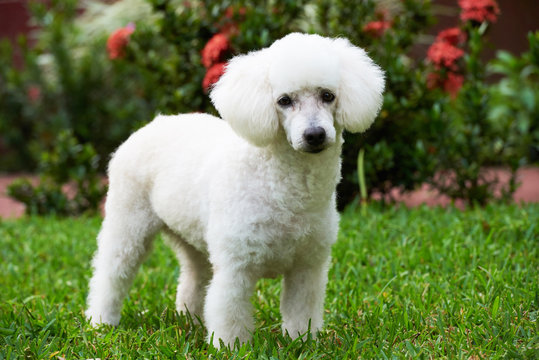 cute standing white poodle
