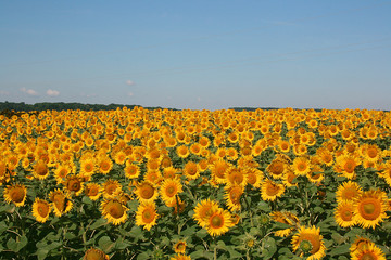 Obraz premium Field of flowers of sunflowers
