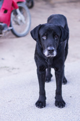 thai black stray dog