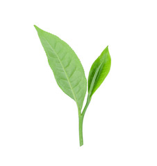 Green tea leaf isolated on white background.