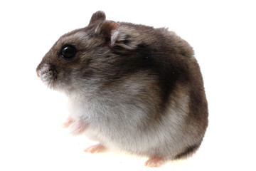 dzungarian hamster isolated
