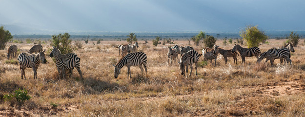 Fototapeta na wymiar Zebras in Amboseli National Park, Kenya