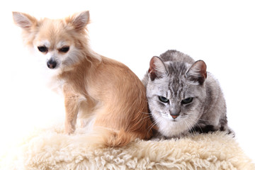 cat and chihuahua are resting