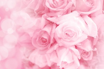 Fototapeta na wymiar pink rose on a soft light blur background.