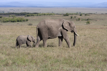 Naklejka na ściany i meble Elephant with baby elephant walking on the African savannah in Amboseli