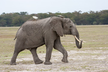 Fototapeta na wymiar Adult male elephant walking on the African savannah with white bird on back