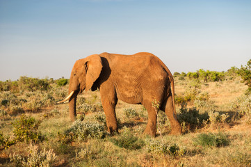 Obraz na płótnie Canvas Elephant in Tsavo East National Park, Kenya