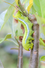 Caterpillars that eat leaves .