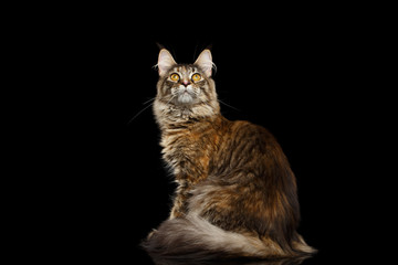 Maine Coon Cat Sitting, Looking up with interest at Side Isolated on Black Background, Profile view