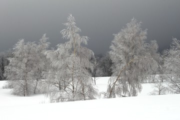 Zachmurzony zimowy krajobraz z drzewami i ziemią pokrytą śniegiem - obrazy, fototapety, plakaty