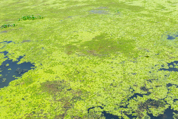 moss cover the river, water lettuec (Pistia stratiotes L.) plant in swamp.