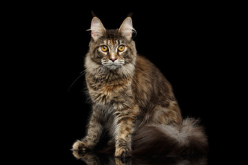 Fototapeta na wymiar Tabby Maine Coon Cat Sitting with Furry Tail Isolated on Black Background, Front view