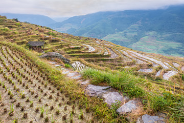 Chinese rice fields