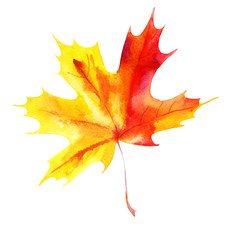 Maple leaf isolated on a white background. Watercolor.