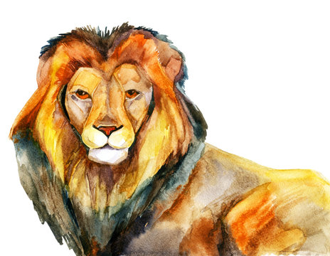 Watercolor lion on a white background